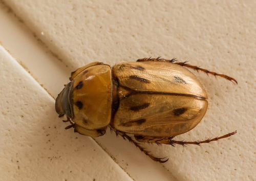 Réf. 200 274 : Cyclocephala sp.